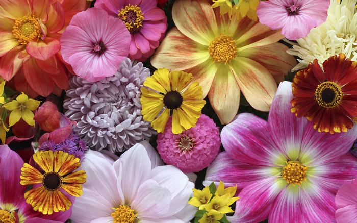 Saatgut ohne Gentechnik Link zur Sperli Markenwelt